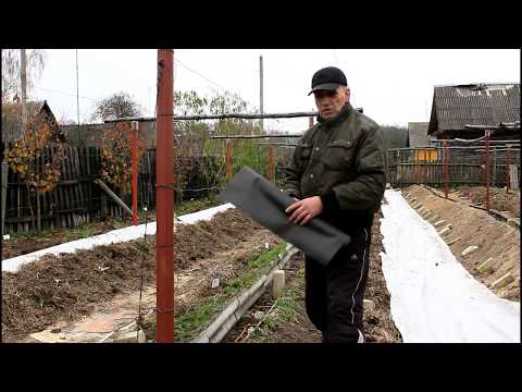 Укрытие винограда. Канал + спанбонд + солома. Серия 117.