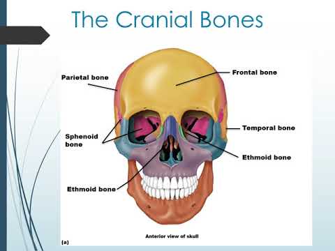 Chapter 7 Axial Skeleton