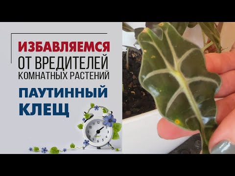 Паутинный клещ | Как определить, чем заражено растение | Лучшее средство от паутинного клеща