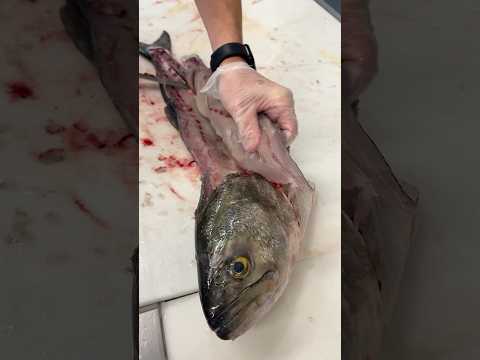 Why do People HATE this Fish?