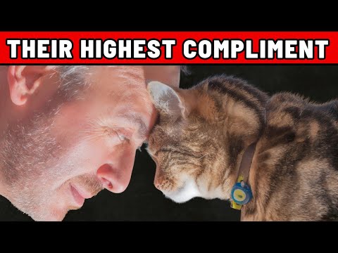 5 Deepest Compliments a Cat Can Give You