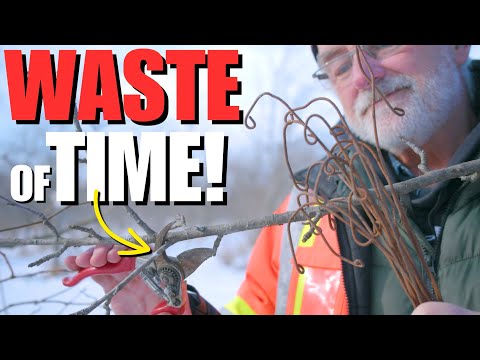 STOP wasting TIME PRUNING your FRUIT TREES & do THIS instead!
