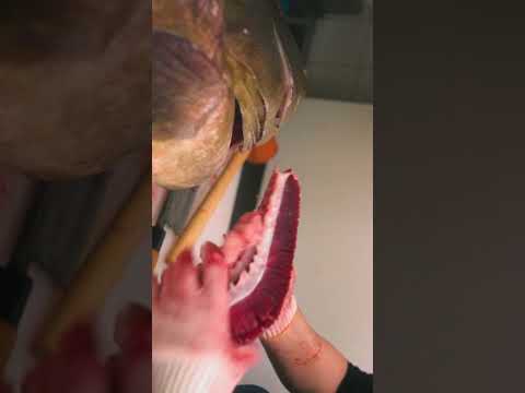 巨大35kg天然クエ VS ファイティング女将!