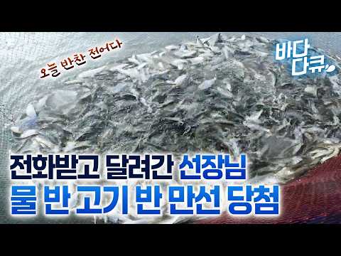 오늘 만선 한 상 차리자. 전화 받고 달려간 선장님이 발견한 물 반 고기 반 만선 현장 / #바다다큐