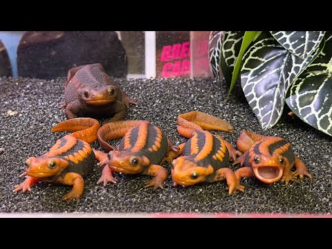 대한민국 상위 0.00001% 집에 생긴 일..ㅋㅋ보시면 모두 놀라실겁니다..