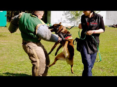 Парадоксы дрессировки и подкрепления: когда все работает не по правилам. Почему?