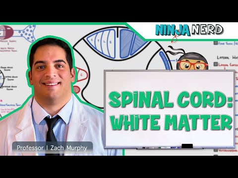 Neurology | Spinal Cord: White Matter Structure & Function