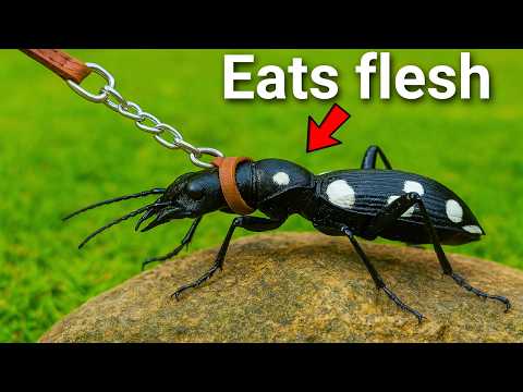 I Got a Giant Pet Beetle (It's Aggressive)