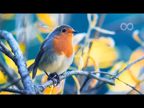 12 Hours | Relaxing Piano &amp; Bird Sounds
