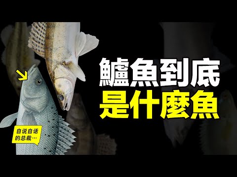 為什麼鱸魚千奇百怪？一會兒是海魚，一會兒是河魚，一會兒很巨大，一會兒很小只，原來，鱸魚是個筐，啥都往裡裝……|自說自話的總裁