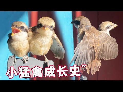 Abandoned young bird -- the little raptor shrike, accelerates its growth and lets it fly!