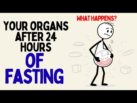 What Happens to Your Organs If You Fast for 24 Hours? (Science Explained)
