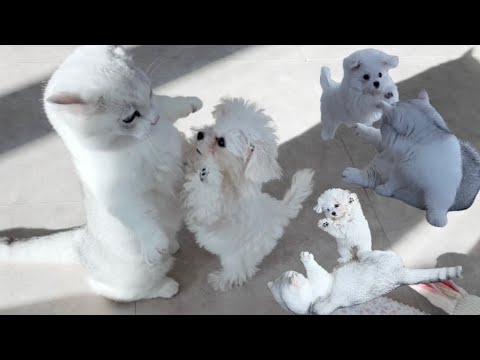 강아지에게 하악질 하던 고양이의 놀라운 변화