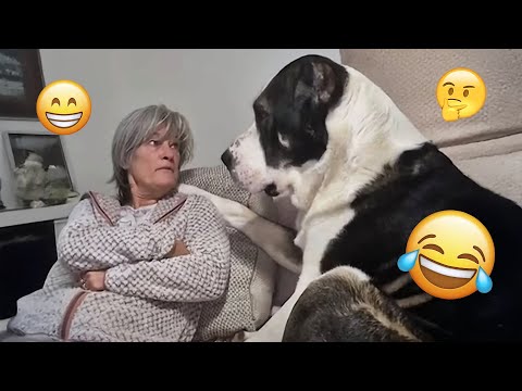 I dare you not to LAUGH at these FUNNY DOGS 😁🦮 - Best Funny Animals Videos 2025 #130