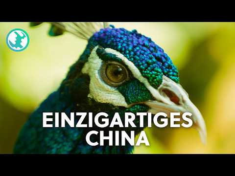 XXL-Doku: Faszination China - Die Vielfalt der Tiere