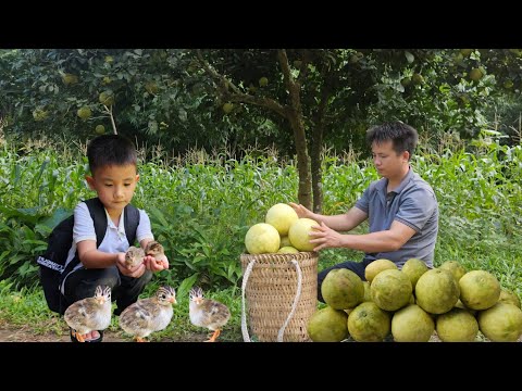 Full Video:Harvesting bamboo shoots,sugarcane,boil corn,grapefruit goesto the market sell -Gardening