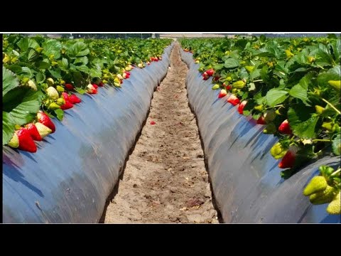 Как сделать СУПЕР БУГРЫ для клубники?