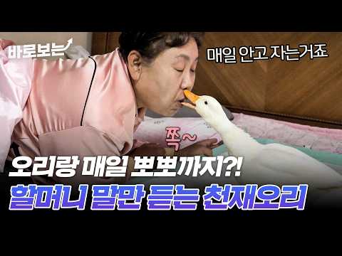 남편이 질투할 정도로 오리와 사이가 각별한 할머니의 오리 사랑 이야기｜#바로보는특종세상