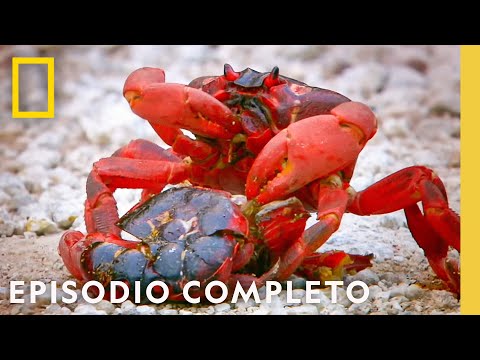 Misterios Marinos | Viajes Salvajes | Nat Geo en Español