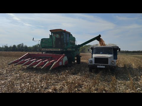 Уборка Неурожая кукурузы 2024!#Комбайн Дон-1500б.#комбайндон .#мтз