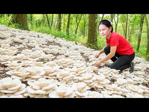Harvesting Many Rare White Snow Mushrooms & Goes to Market Sell – A Bountiful Harvest in the Forest