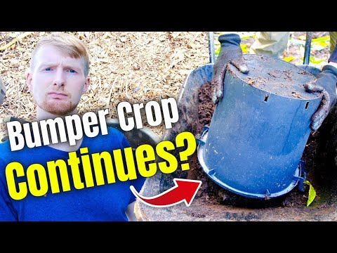 I Neglected My Potatoes ALL YEAR - Potato Reveal 