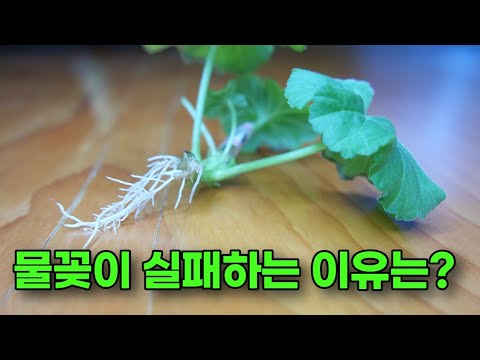 제라늄 물꽂이 실패하시는 분만 보세요! 물꽂이 성공은 3가지만 알면 돼요!