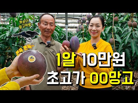 애플망고도 겸손하게 하는 ○○망고 [미식코리아EP.17-2 함안 애플망고]