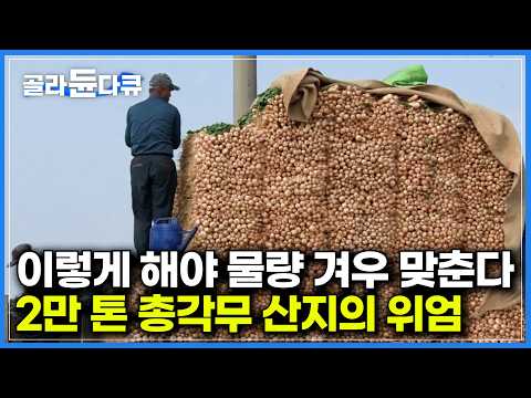 "또 쌓아요?" 총각무 3000단 예술로 쌓는다|축구장 220개 크기 작업 3일이면 끝. 전국 생산량 40% 농가의 위엄|김장철 총각무, 무, 배추 수확 현장|극한직업|#골라듄다큐