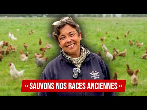 Poules en voie d’extinction : le combat de cette éleveuse pour les sauver.