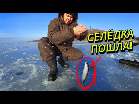 We've been waiting for this kind of fishing for a long time | The herring are biting like crazy!