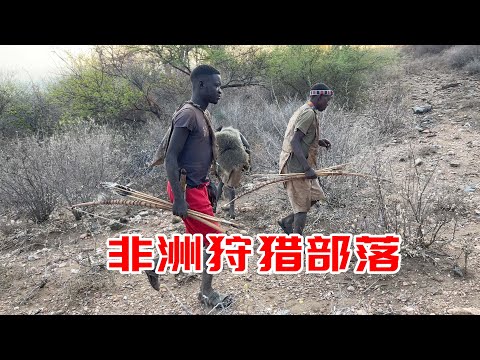 Follow the hunting tribe to hunt, but unexpectedly they end up catching this animal to eat