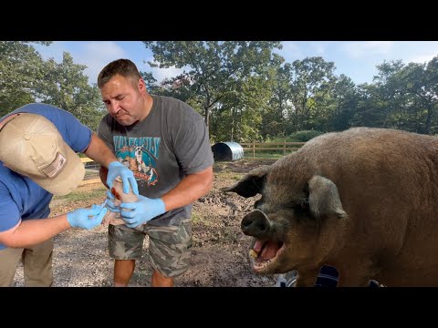 Momma Pig LOST IT When We Castrated Her Babies!!