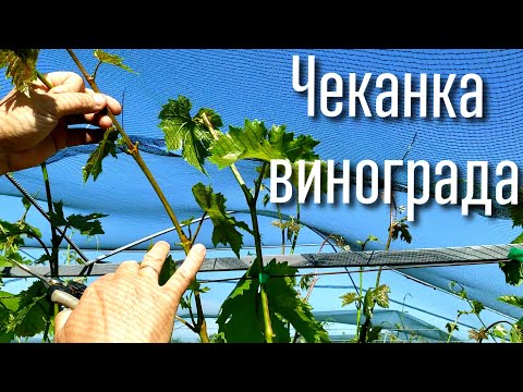 Самое время ЧЕКАНКИ винограда. Профилактика болезней, ускорение созревания урожая и лозы