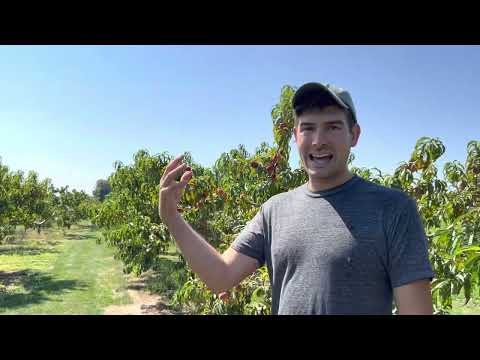 How to Grow Peaches 🍑 as Taught By an 85 Year Old Orchardist