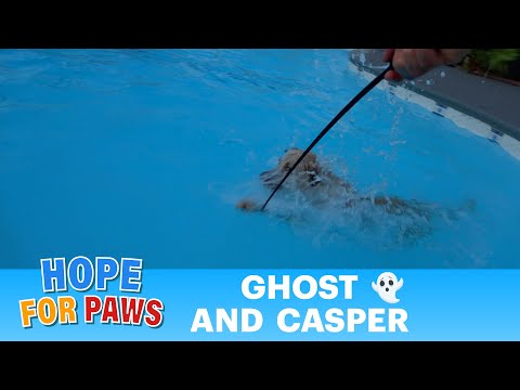 I had to snare this Shepherd / Labrador in the water so he wouldn't drown! 👻 #dogs