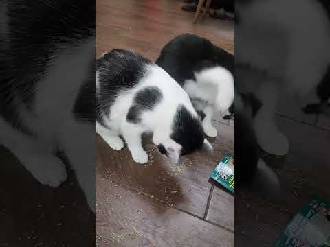 Cookie & Cream after catnip be like… 😆 #youtubeshorts #ytshorts #catsofyoutube