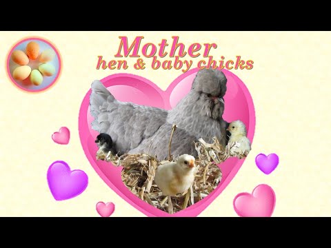 Mother hen and baby chicks, just being themselves - adorable