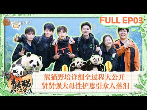 MULTI SUB｜感动又神圣！熊猫野化培训详细全过程大公开 贤贤强大母性护崽引众人落泪 母爱不分种群｜《熊猫一家人Panda‘s Family》｜EP03｜MangoTV