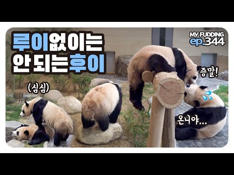 언니 없인 안돼👀버티다가 쿵! 떨어진 루이, 후이의 언니 사랑법