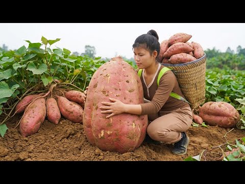 Harvesting 1000+kg GIANT Sweet Potatoes on The Field, Goes To Market Sell, Sweet Potato Cake Recipe