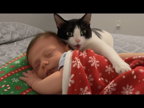 Adorable Cats Protecting Babies Like Their Own Kittens😘😸