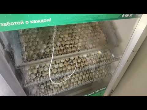 NBF ИНКУБАТОР БОЛЬШЕ НЕ КУПЛЮ!!!.😡