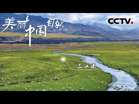 【ENG】攀岩高手岩羊、蠢萌的鼠兔、跑步健将藏野驴...... 海拔四千米之上的三江源生存着哪些野生动物？《美丽中国自然》三江源系列【CCTV纪录】