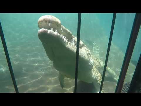 Cage diving with crocodiles -Victoria Falls, Zimbabwe