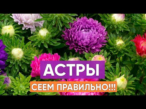 Как правильно посеять астры из семян? Легкий способ выращивания красивых астр!