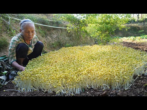 傳統方法種豆芽4天就能收，2斤豆出7斤芽比外面賣的還好Grandma Teaches You Raw Bean Sprouts and Making Bean Sprouts Recipes｜玉林阿婆