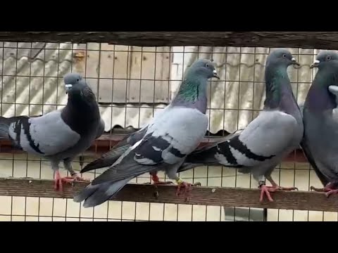 Сизая зажигает на посадке! #göyərçin #pigeons #tauben #голуби