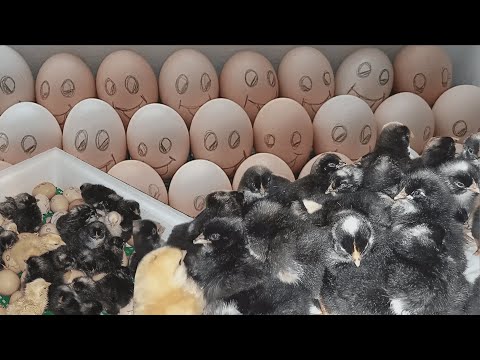 INCUBATION FROM A TO Z! ALL THE SUBTLENESSES AND SECRETS OF INCUBATION! THE BEST INCUBATION MODE!