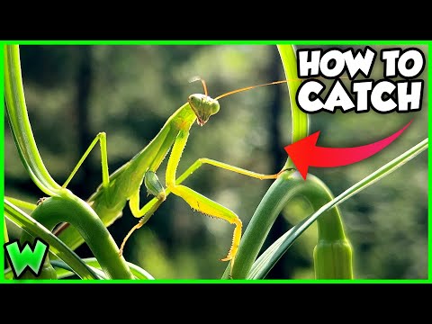How to Catch a Praying Mantis (COMPLETE GUIDE!)